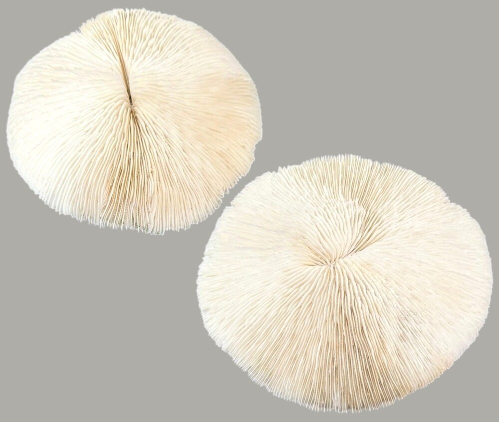 Pair Natural Plate Mushroom Coral Skeleton Specimens 6" & 7" Coastal Decor